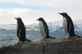 Gentoo penguins at Gamage Point, Palmer Station.