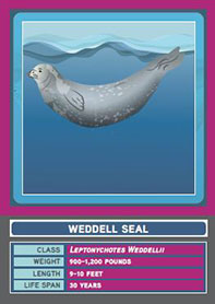 A trading card of a Weddell Seal