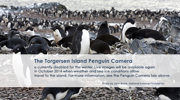 The Torgersen Island Penguin Camera is currently disabled for the winter. Please check back in October 2013