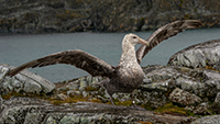 A southern giant petrel. Photo by Mike Lucibella, courtesy of the USAP Photo Library
