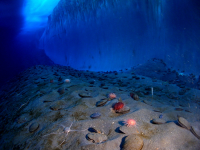 Antarctic sea urchins in McMurdo Sound. Photo by Steve Clabuesch.