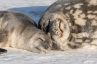 A female Weddell Seal with her pup in Erebus Bay, Antarctica. Photo by William A. Link. 