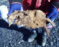 Adélie penguin chick mummy that is ~300 yrs old. Photo by Dr. Steve Emslie.
