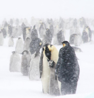 Emperor penguin feeding chick in a storm. Photo by Birgitte McDonald, Moss Landing Marine Labs at San Jose State University.
