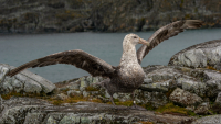 A southern giant petrel. Photo by Mike Lucibella, courtesy of the USAP Photo Library.
