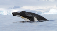 Humpback whale. Photo by Ari Friedlaender, courtesy of the USAP Photo Library.
