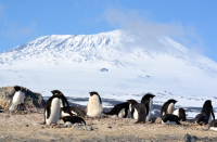 Adélie penguins at Cape Royds with Mount Erebus volcano in the background. Photo by Peter Rejcek, courtesy of NSF/USAP Photo Library.