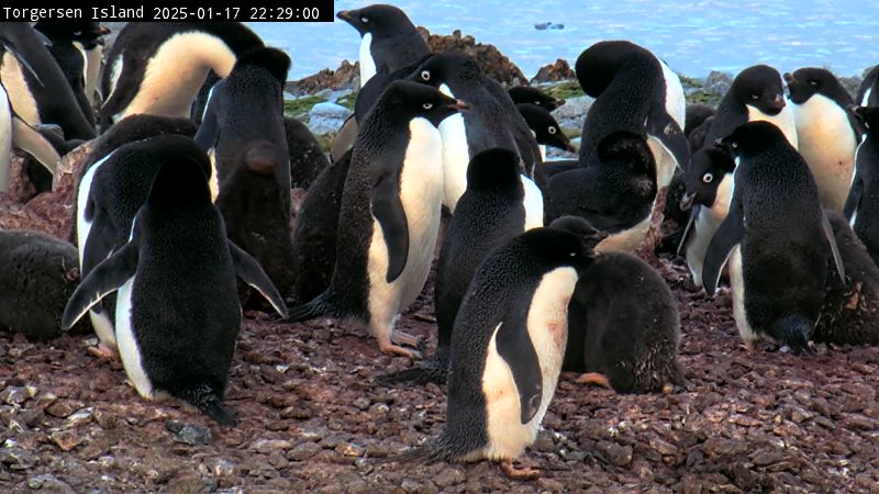 Palmer Station - Torgersen Island Penguin Colony Webcam