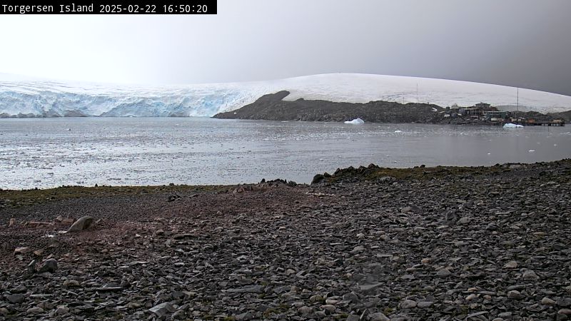 Palmer Station - Torgersen Island Penguin Colony Webcam