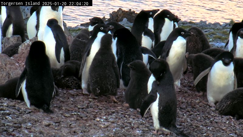 Palmer Station - Torgersen Island Penguin Colony Webcam