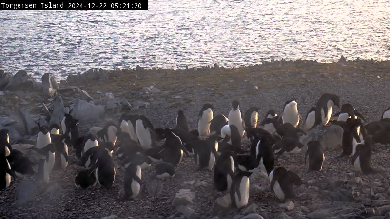 Palmer Station - Torgersen Island Penguin Colony Webcam