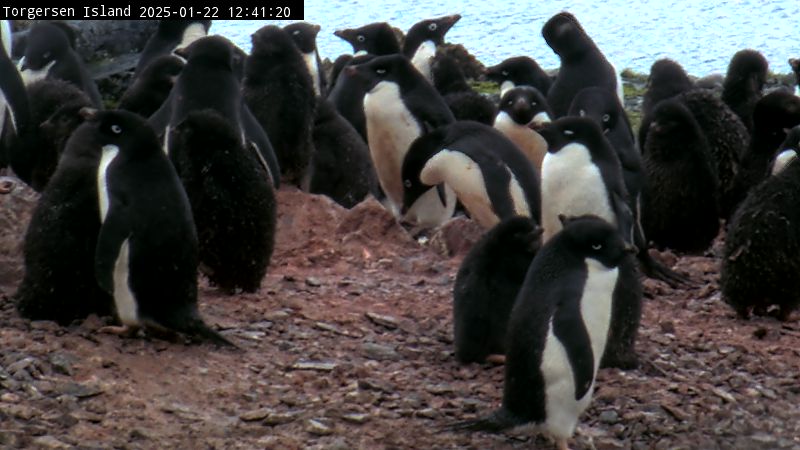 Palmer Station - Torgersen Island Penguin Colony Webcam