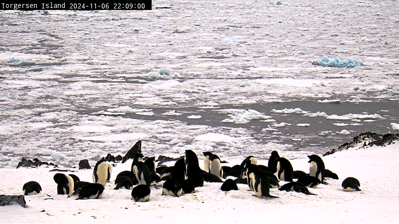 Palmer Station - Torgersen Island Penguin Colony Webcam