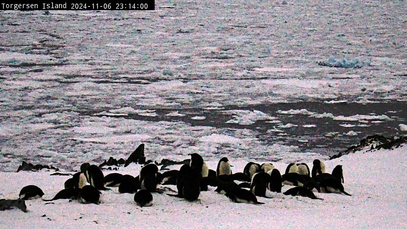 Palmer Station - Torgersen Island Penguin Colony Webcam