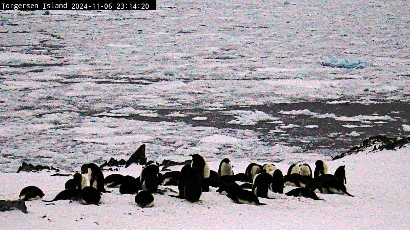 Palmer Station - Torgersen Island Penguin Colony Webcam