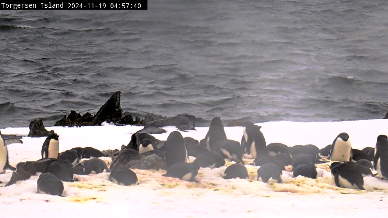 Palmer Station - Torgersen Island Penguin Colony Webcam