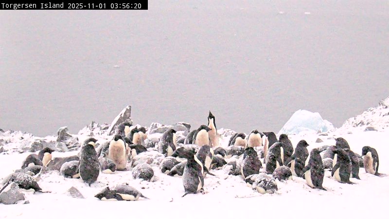 Palmer Station - Torgersen Island Penguin Colony Webcam