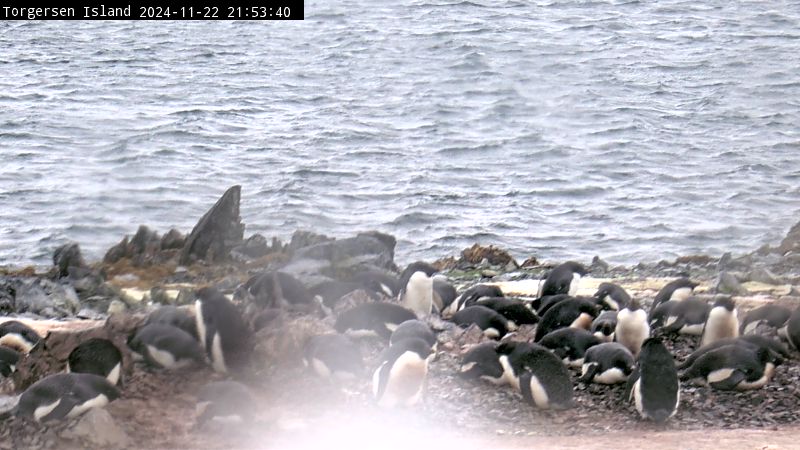 Palmer Station - Torgersen Island Penguin Colony Webcam