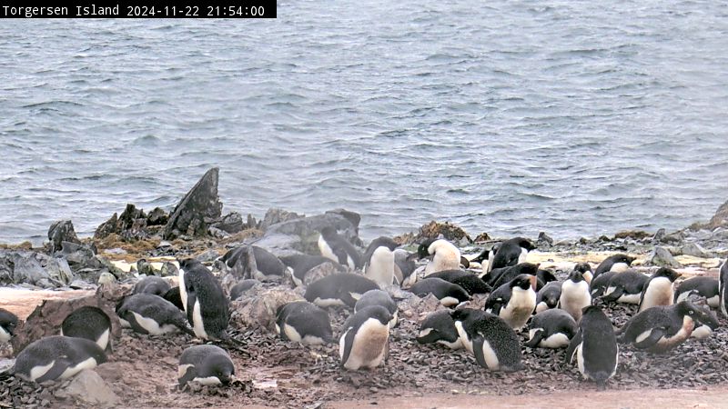 Palmer Station - Torgersen Island Penguin Colony Webcam