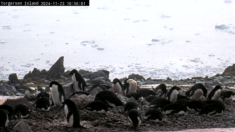 Palmer Station - Torgersen Island Penguin Colony Webcam